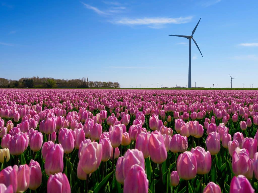 ggd flevoland
